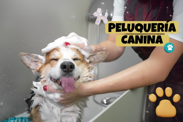 Peluquería Canina en Dosquebradas