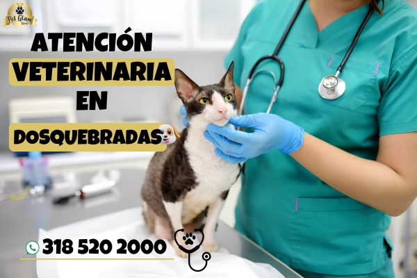 Servicio veterinario en Dosquebradas